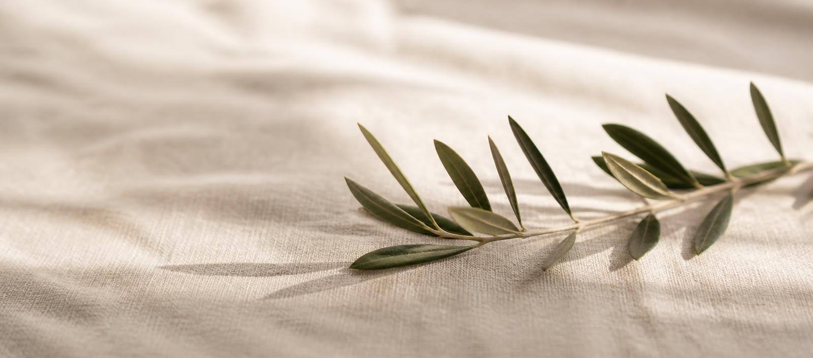 An olive branch resting on cream linen